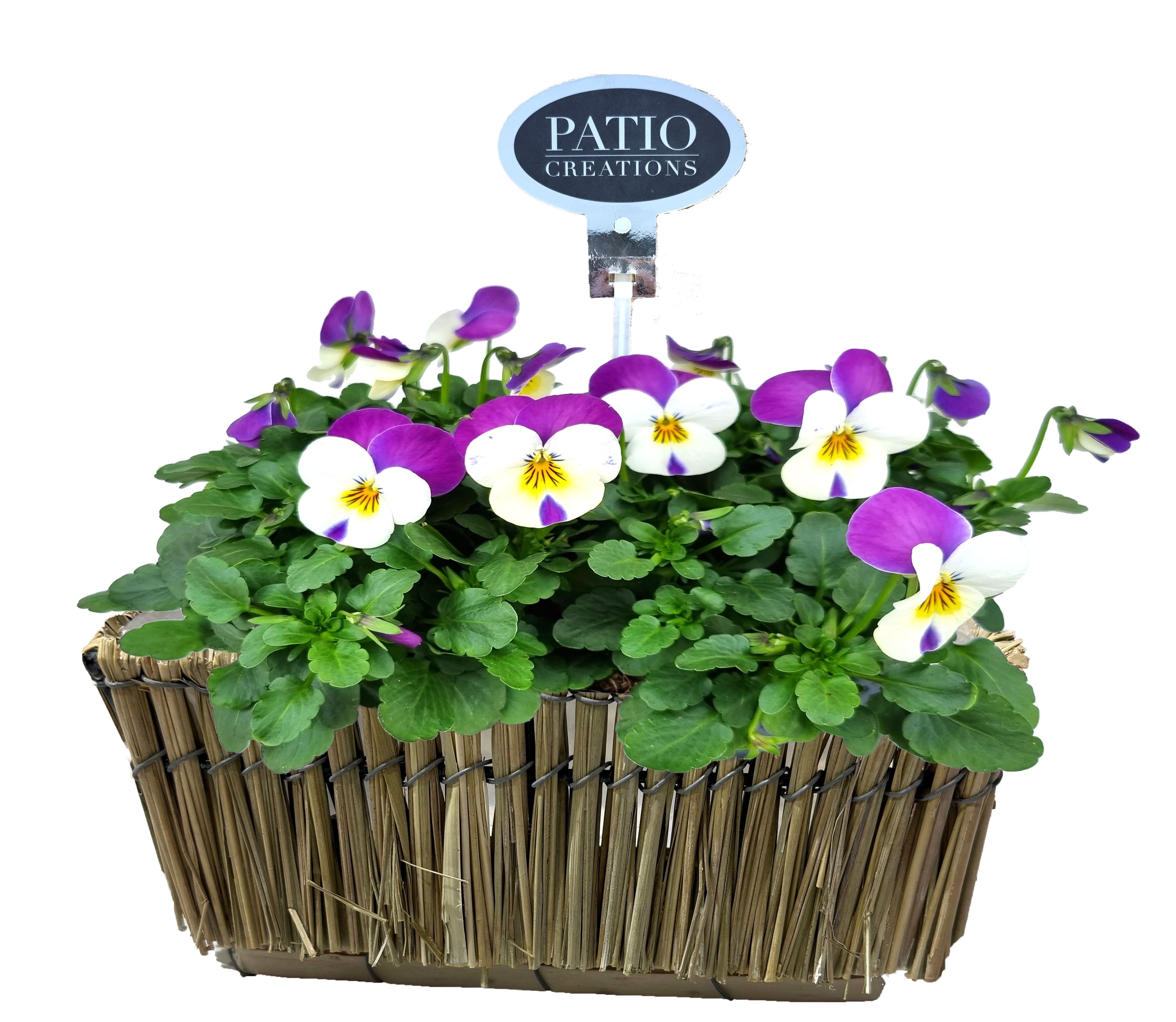 V820-9001 Viola Lona S, D 21 cm V820-9001 Viola Lona S, D 21 cm