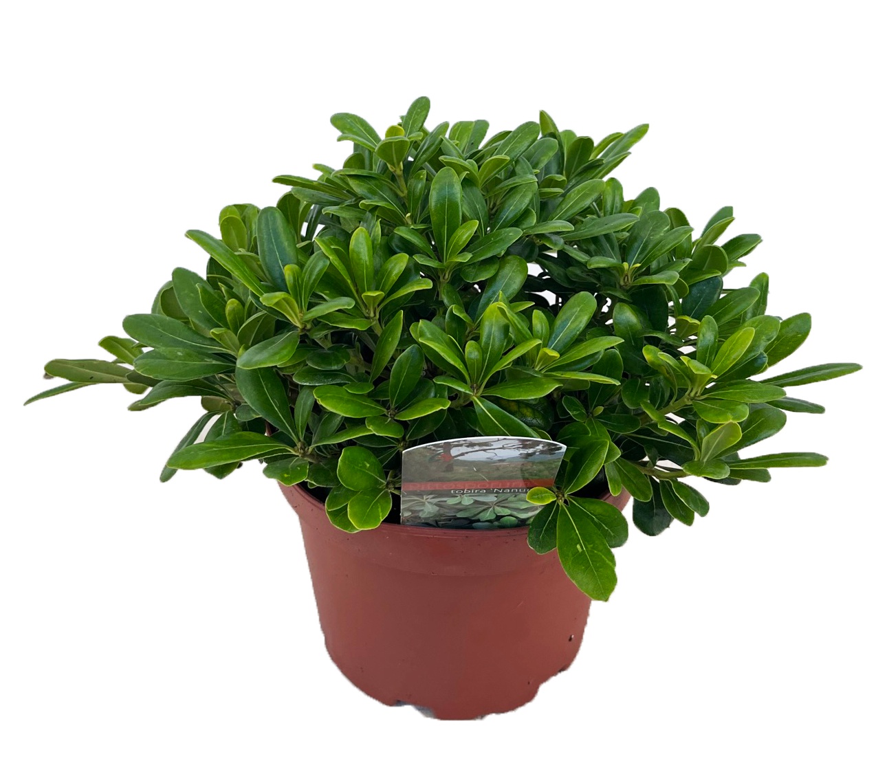 Pittosporum tobira nanum, D 19 cm