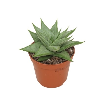 Haworthia limifolia 'Roux' 8,5 cm, D 8,5 cm