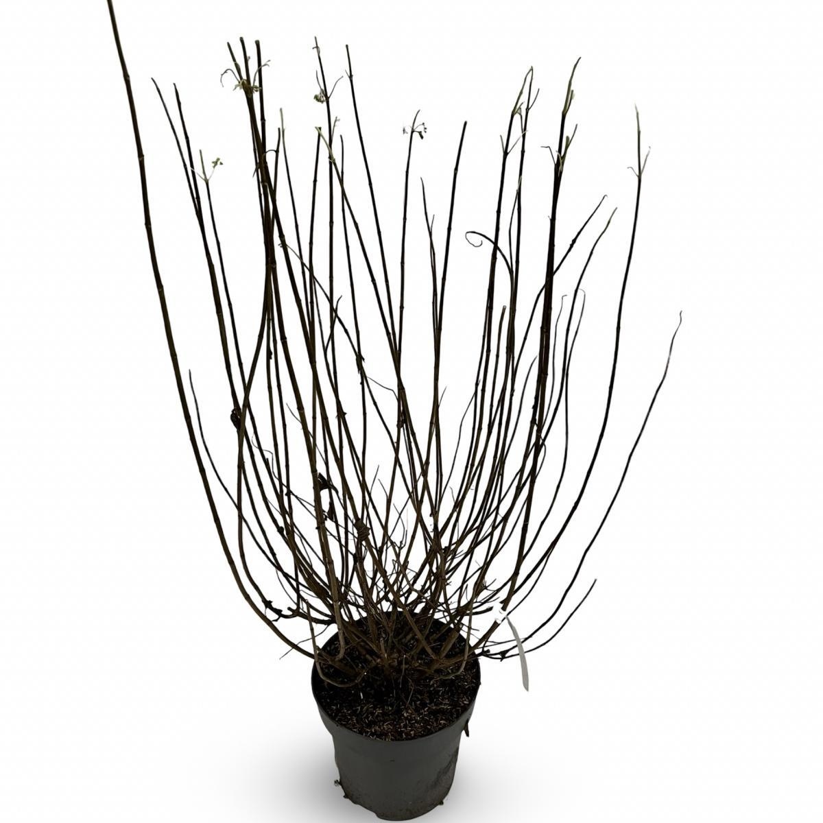 Hydrangea pan. 'Limelight', D 32