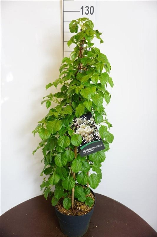 Schizophragma hyd. 'Moonlight', D 29