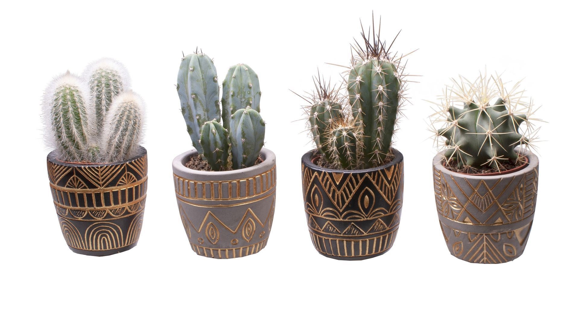 L 65506 with Cactus Mix, D 6