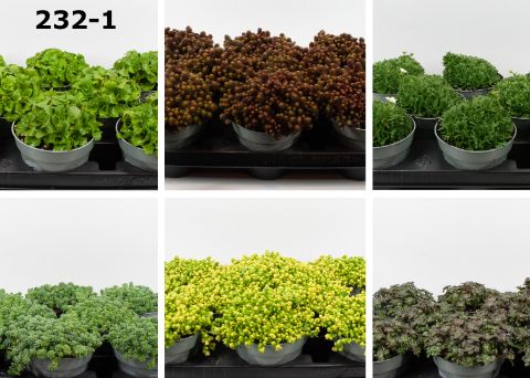 Rotsplanten 12 cm op soort, D 12