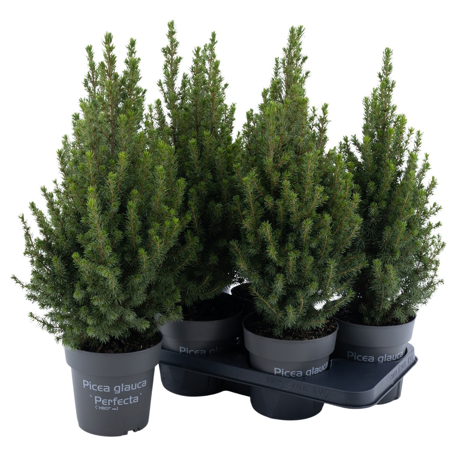 PTK265 Conica Perfecta, D 15