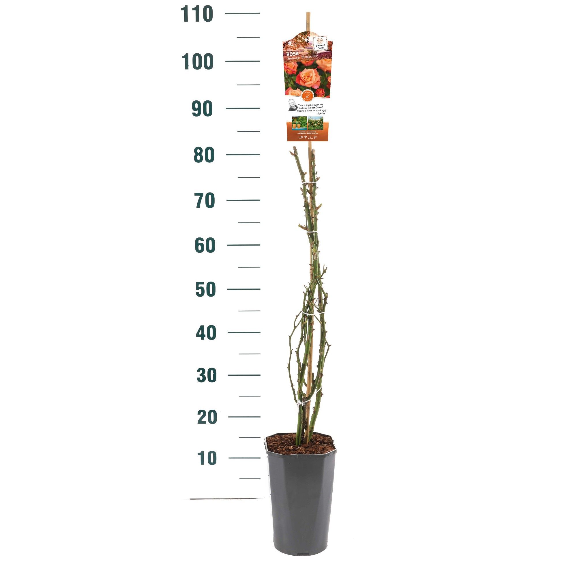 Rosa 'Freisinger Morgenröte' - Klim - C3rp - Basic Collection, D 19