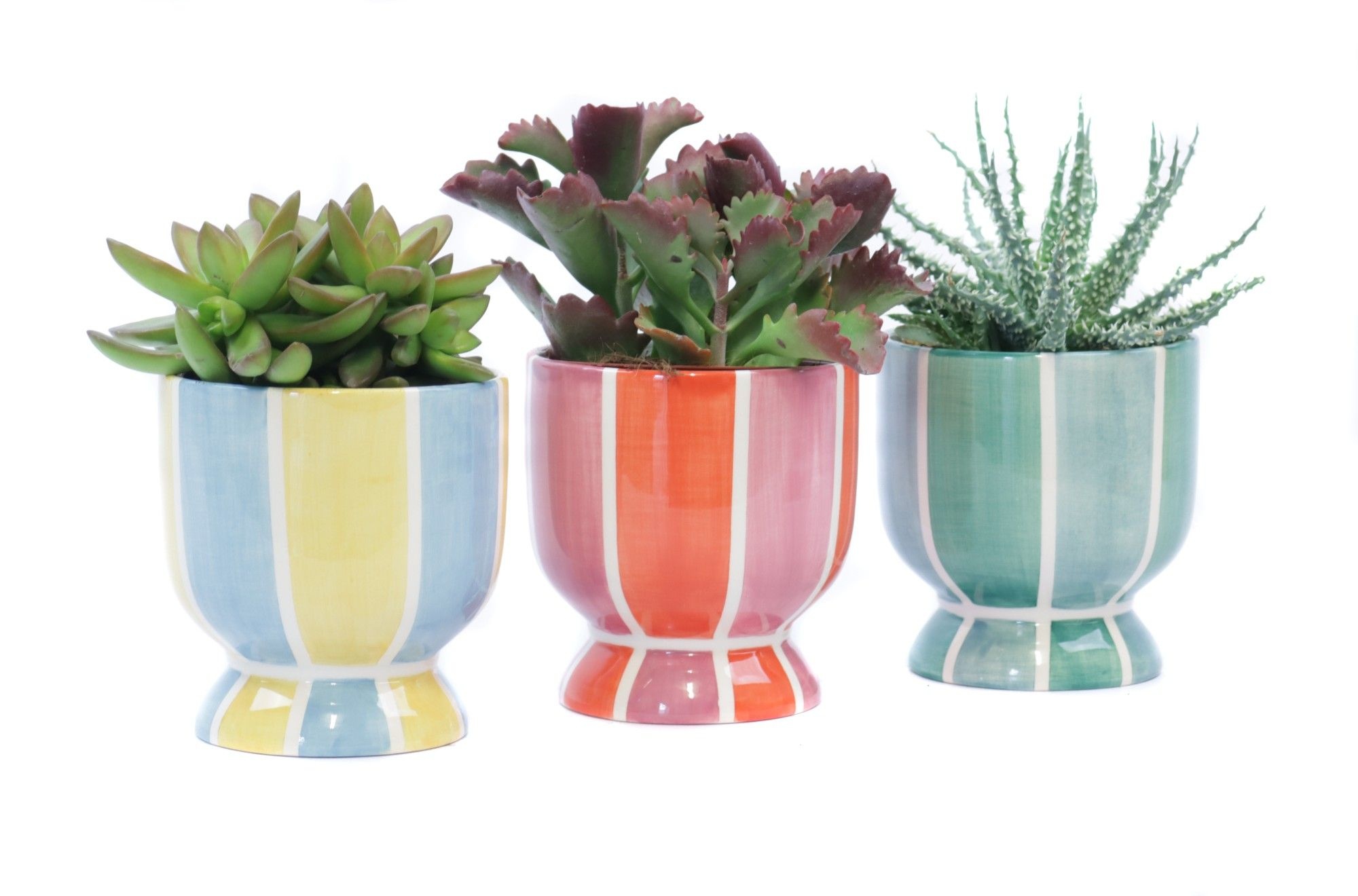 Succulent 10,5 cm in salvador sierpot, D 12