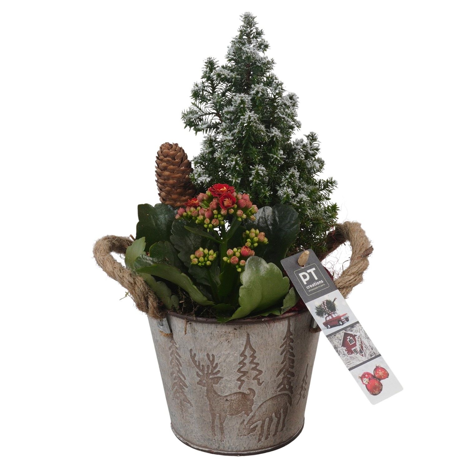 PTCHR7338 Arrangement Christmas Red in metaal pot, D 13 cm