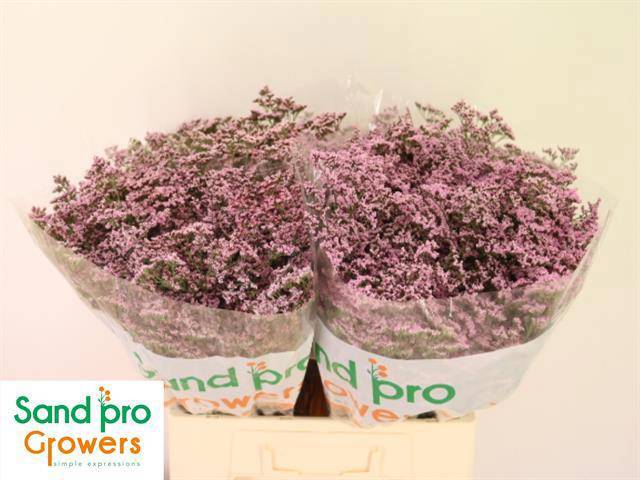 Лимониум Сафора Оши Пинк 60, шт.