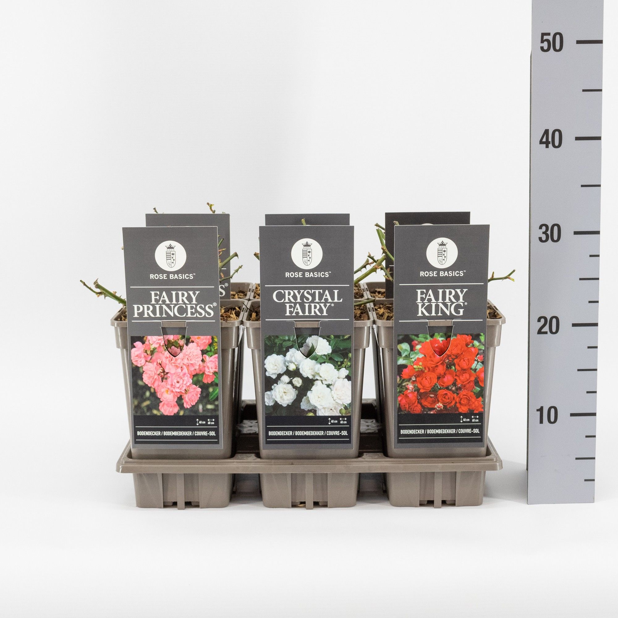 Rose Basics 'The Fairy' (P) mix, C3, D 17 cm