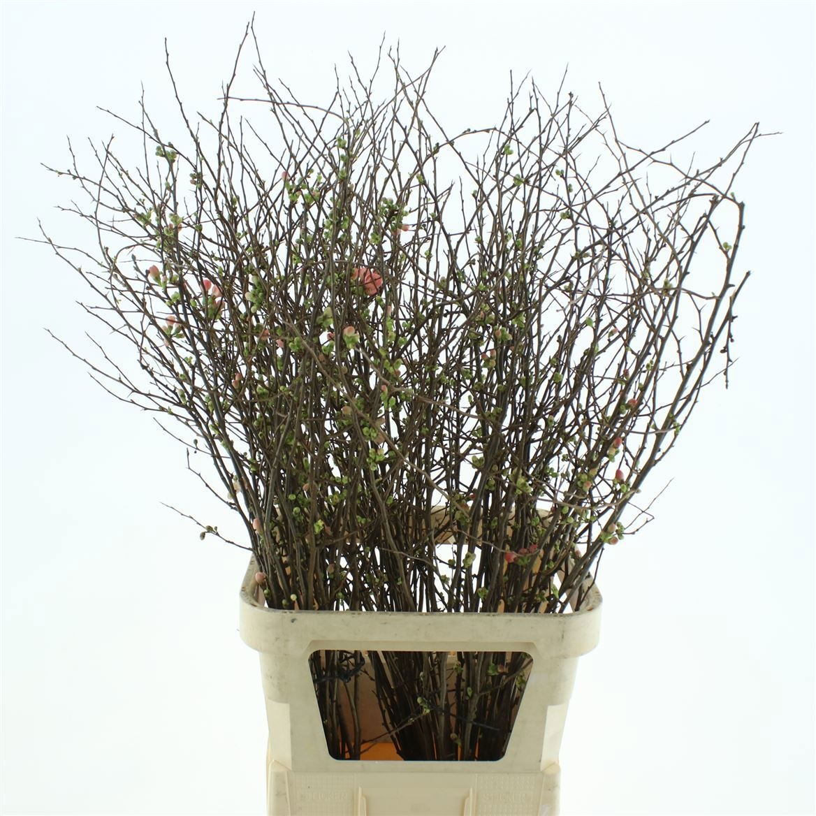 Хаеномелис Суперба 120, шт.