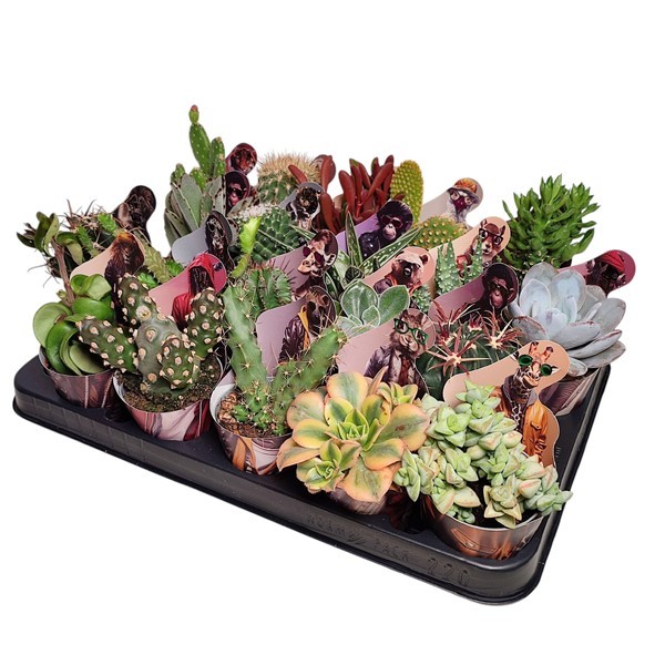 MIX CACTUS AND SUCCULENT Ø 6.5 POTCOVER "ROCK ANIMALS" 3 D SHINE- TRAY 20 PCS (CACTUS EN SUCCULENTEN), D 6,5