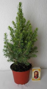 PICEA GLAUCA 'PERFECTA', D 9 cm