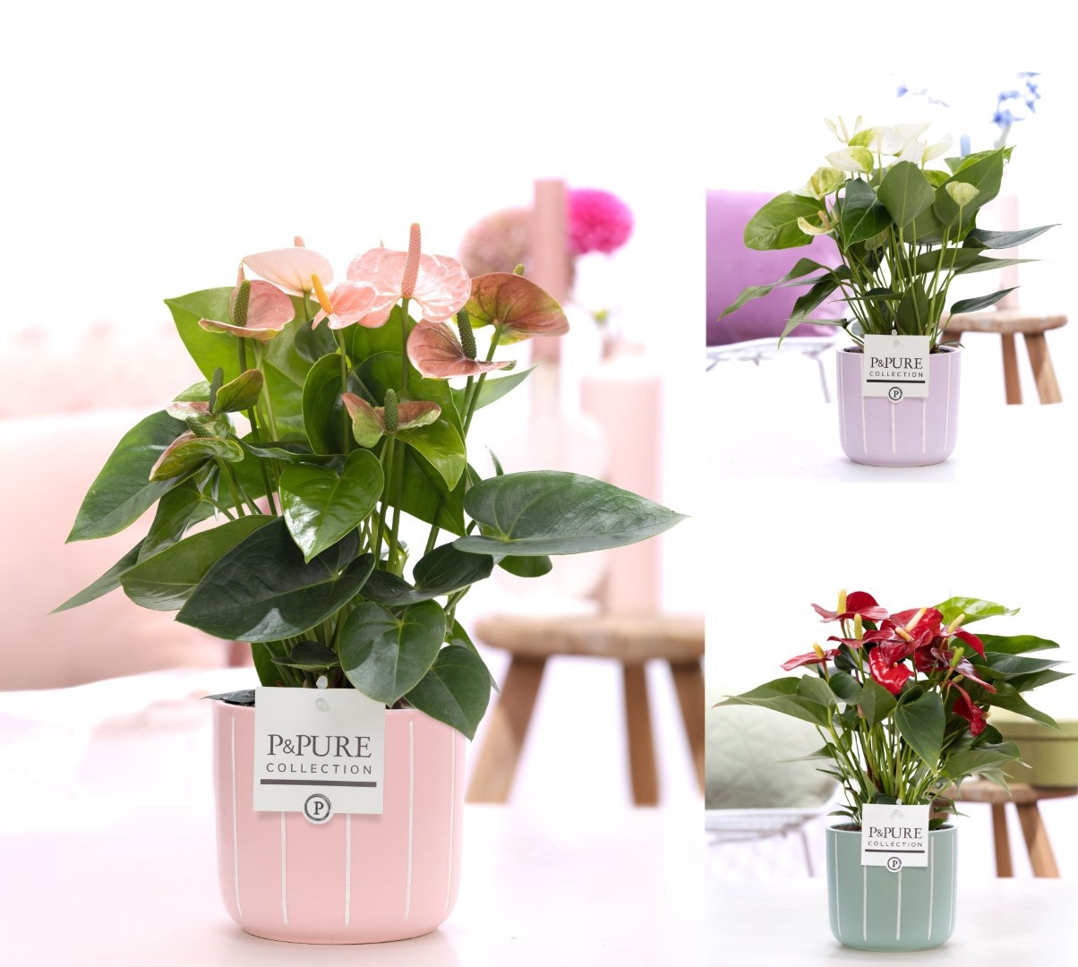 Anthurium mix in P&PURE Fleur cer. ass. 3;, D 12