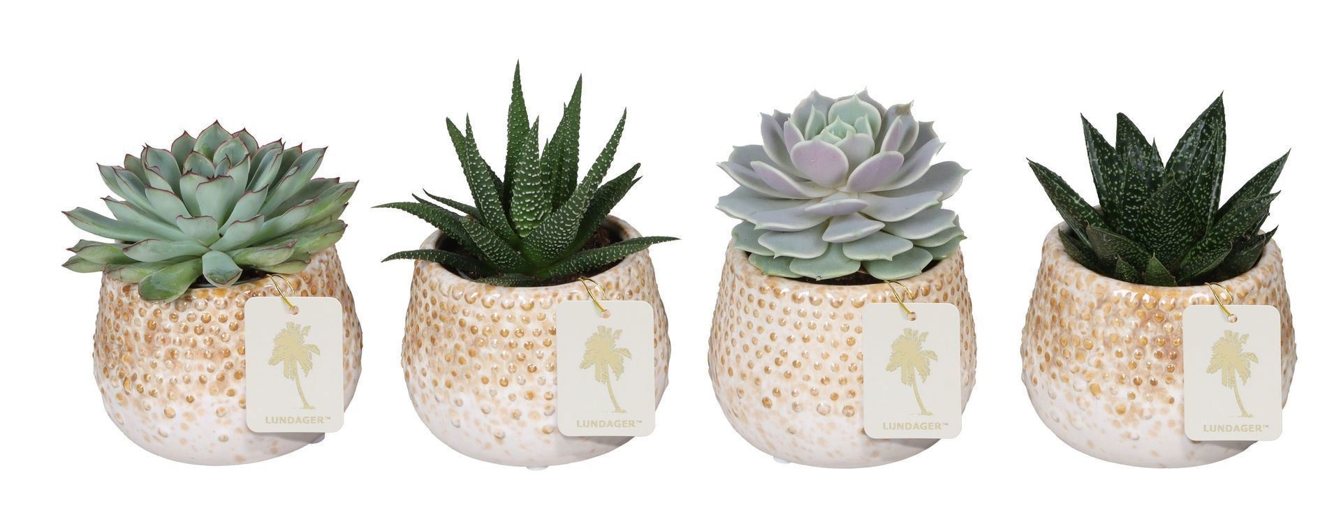 L 67280 With Succulent Mix 6 cm, D 6