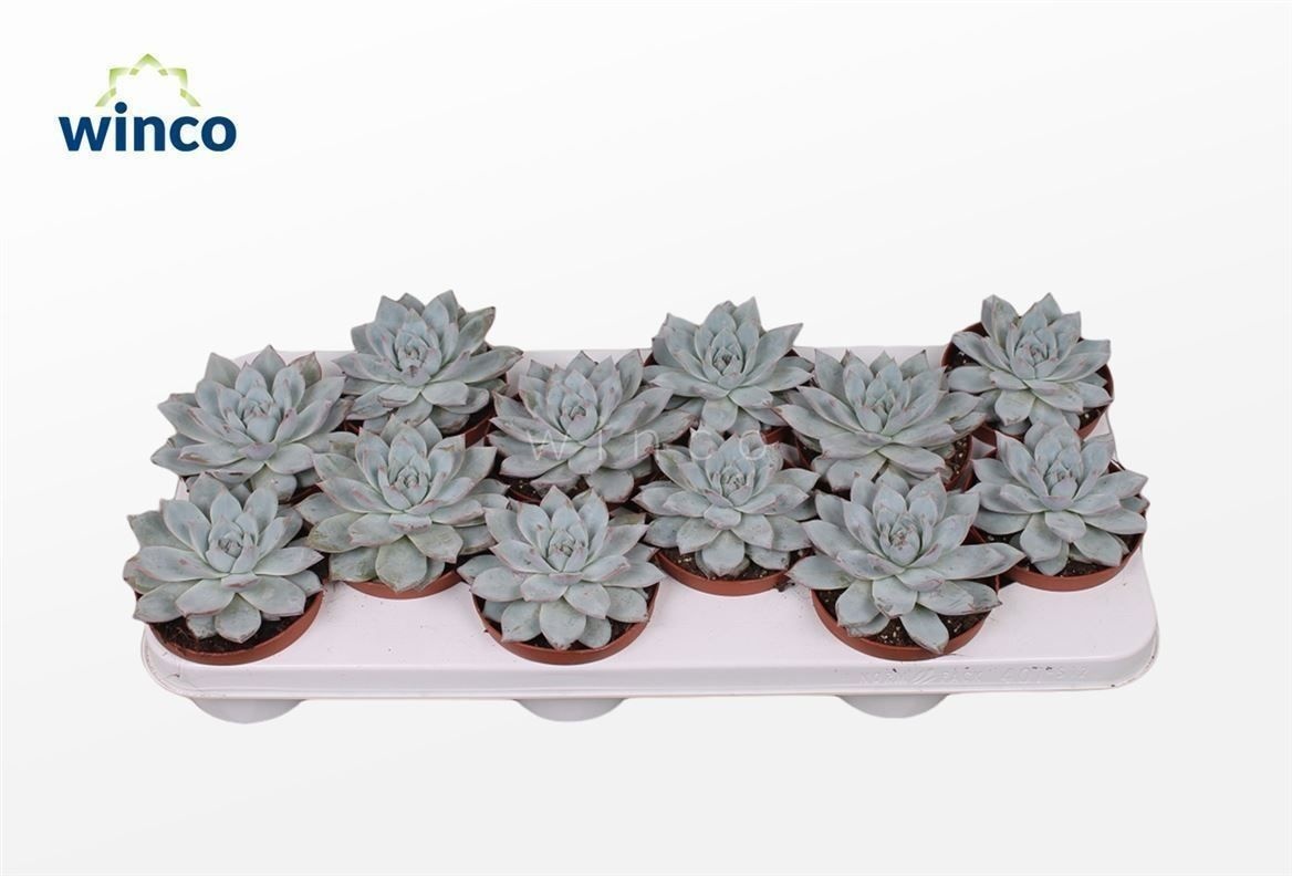 Echeveria Blue bird, D 10,5