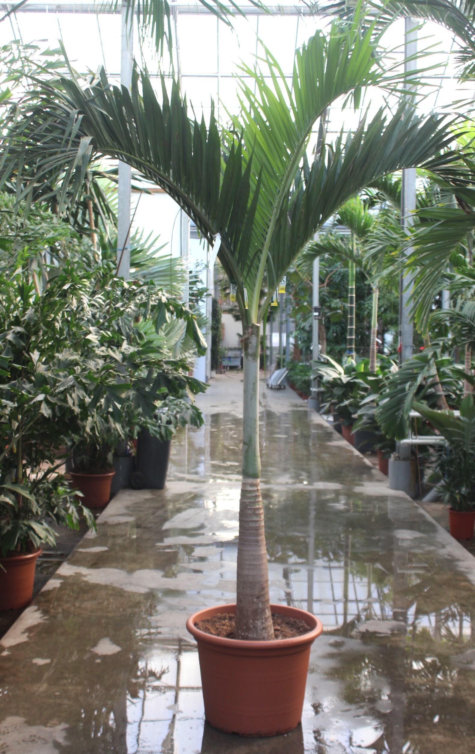 Veitchia merrillii, D 60