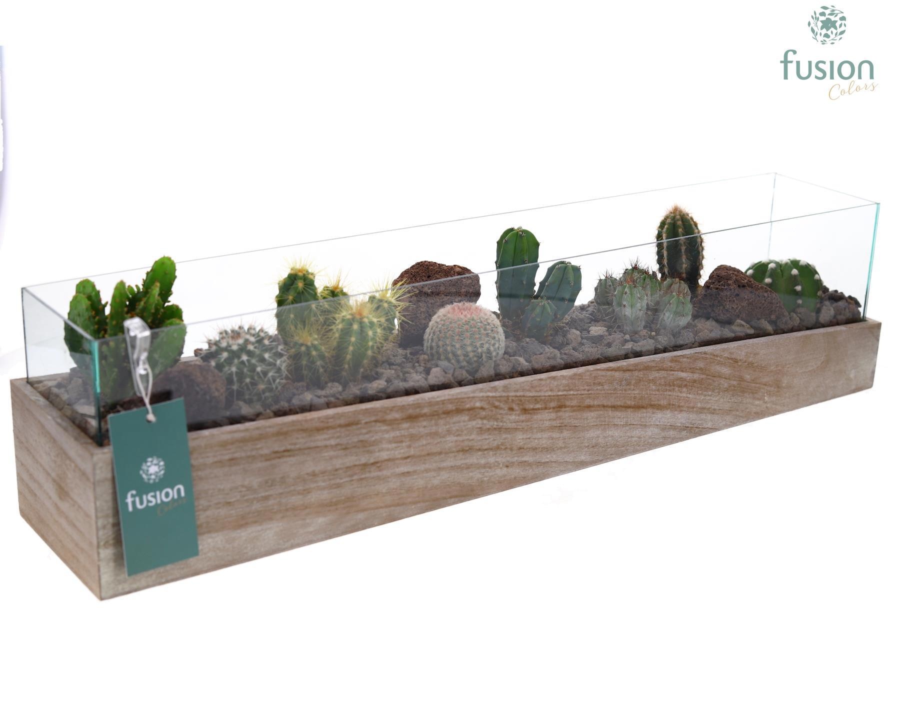 Aquarium Large met Cactussen, D 58 cm Aquarium Large met Cactussen, D 58 cm
