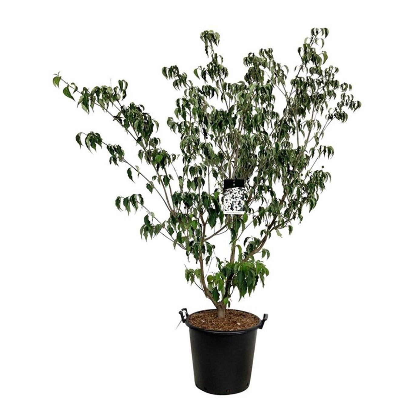 Cornus kousa 'Weisse Fontaine', D 50 cm