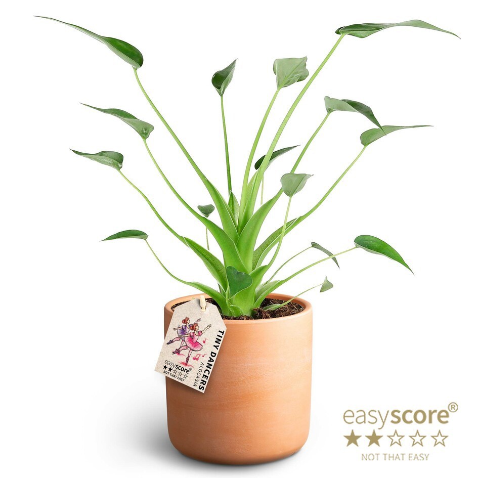 Raw Terracotta, Alocasia ´Tiny Dancers´ ®, D 12