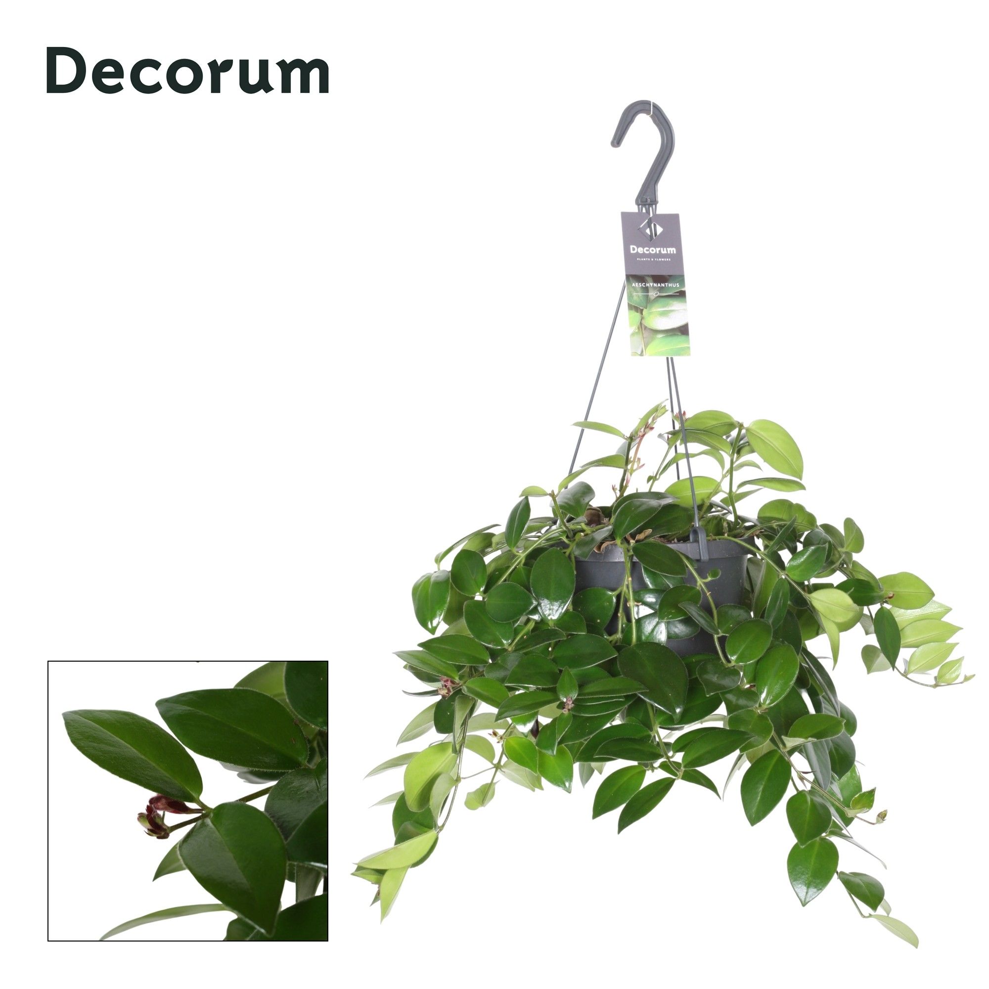 Aeschynanthus Mona Lisa - Zonder Bloem/No Flower, D 17