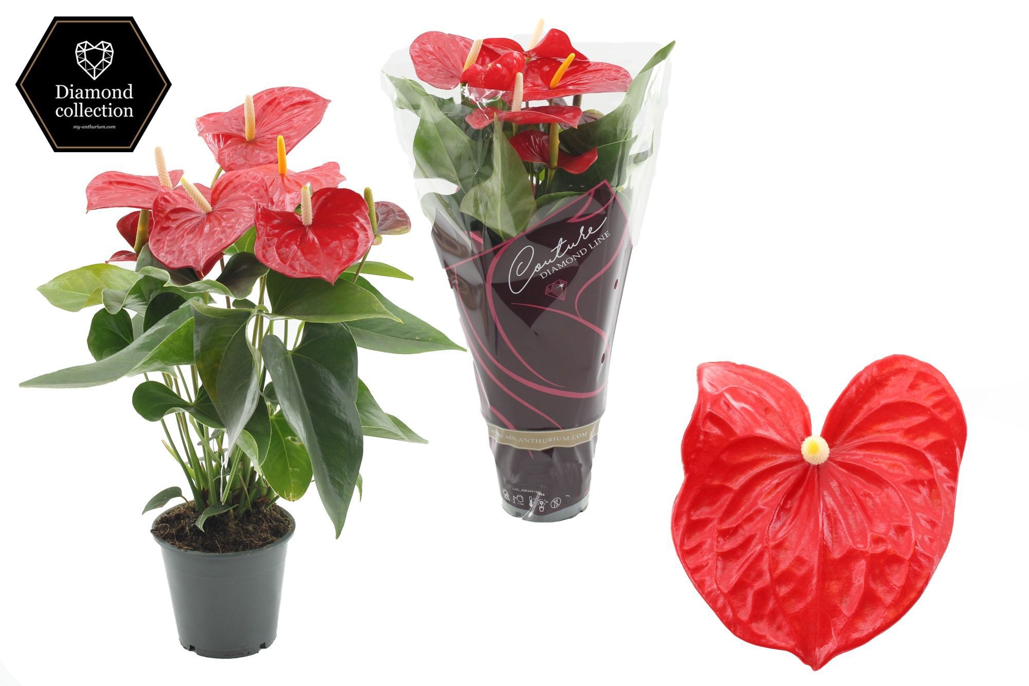 Anthurium 12 cm Everio in Couture Diamond Line Purple sleeve, D 12