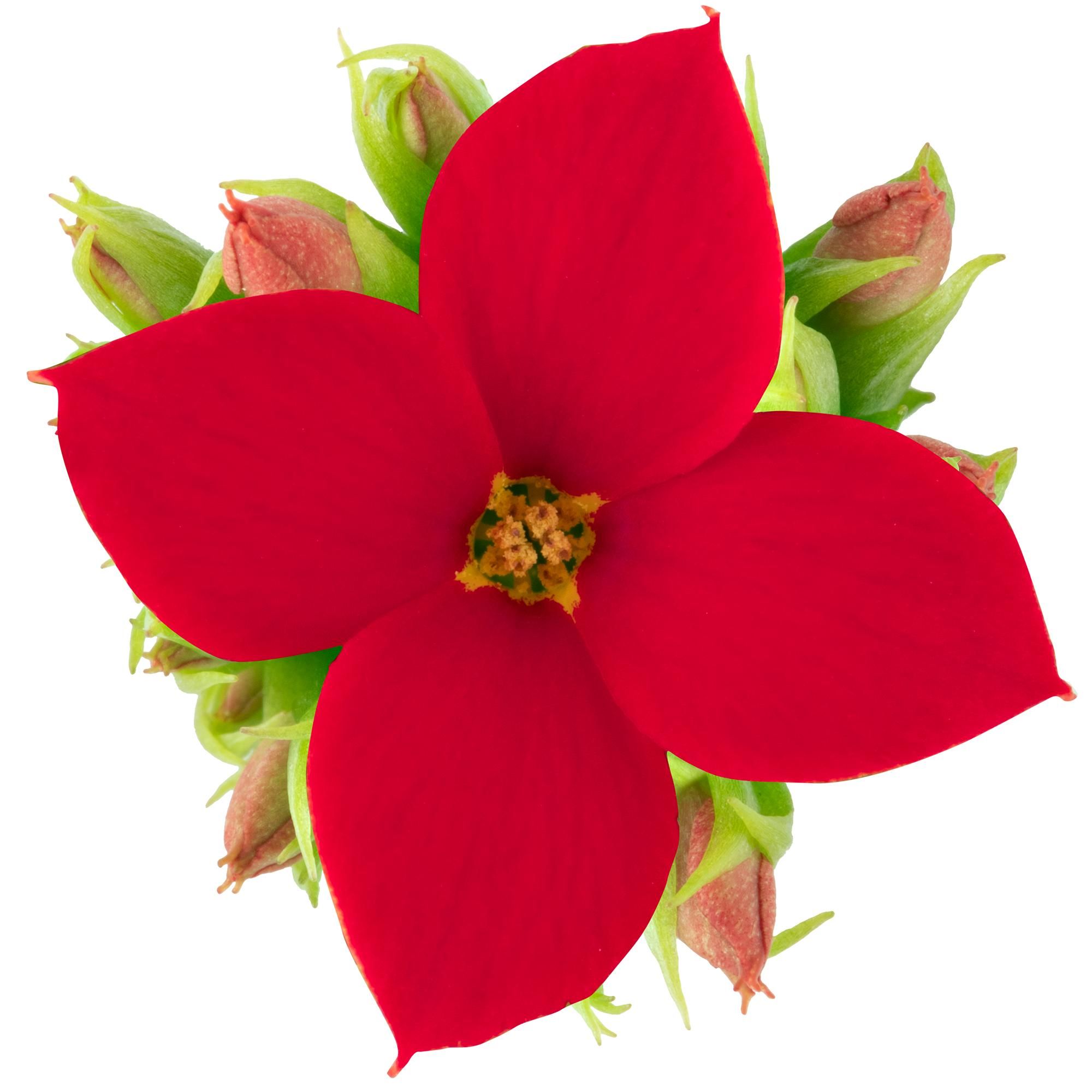 Enkelbloemig rood, D 9 cm Enkelbloemig rood, D 9 cm