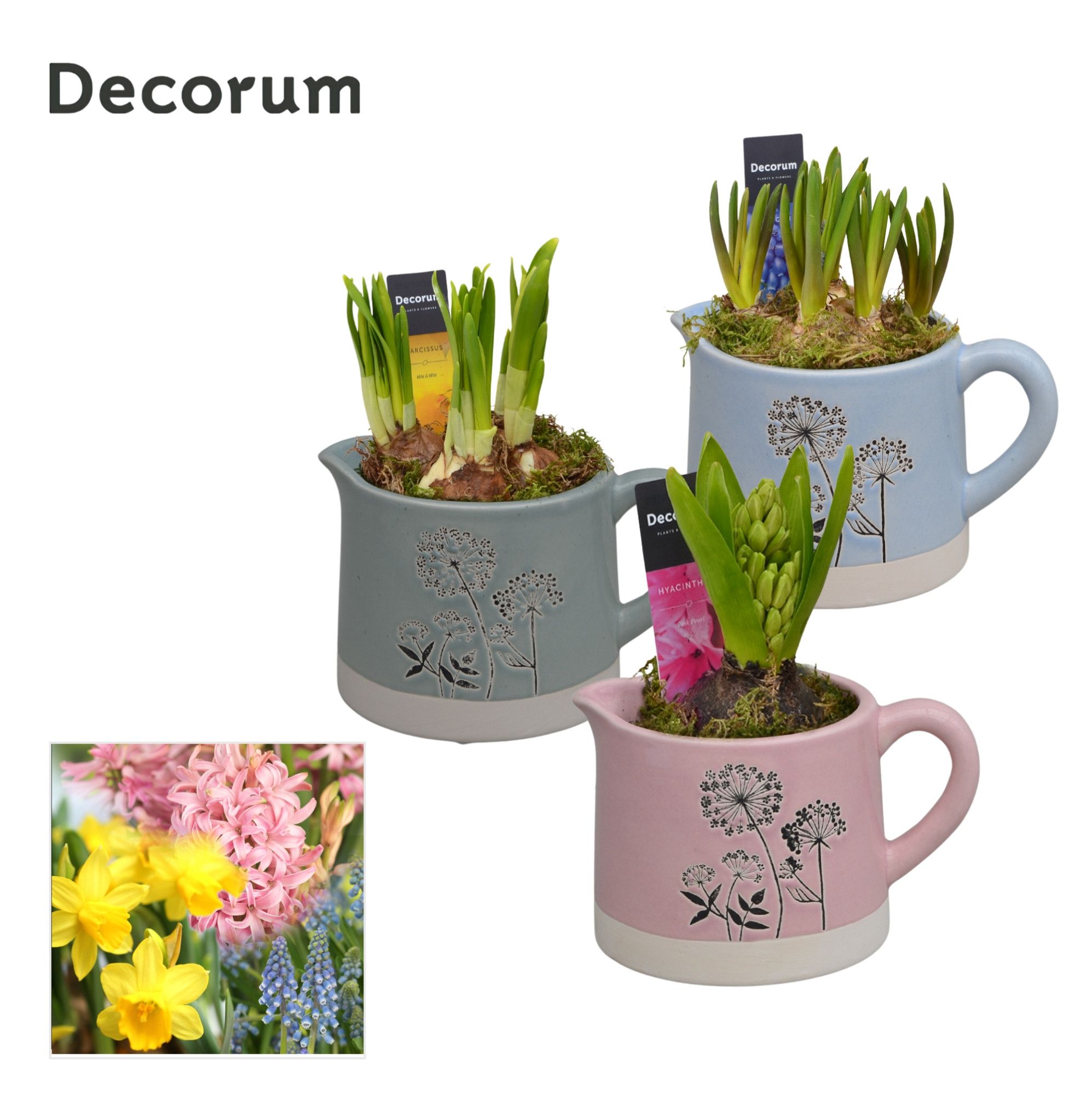 Bollenmix Dandelie HL14503B, D 10