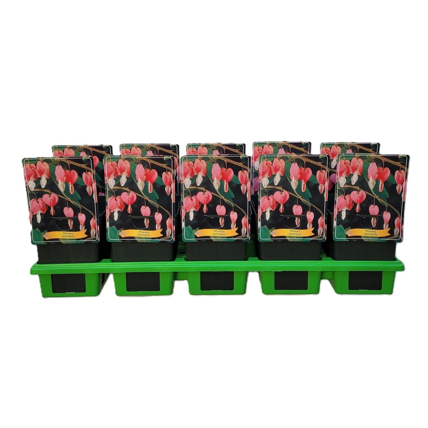 Dicentra spectabilis P11, D 11