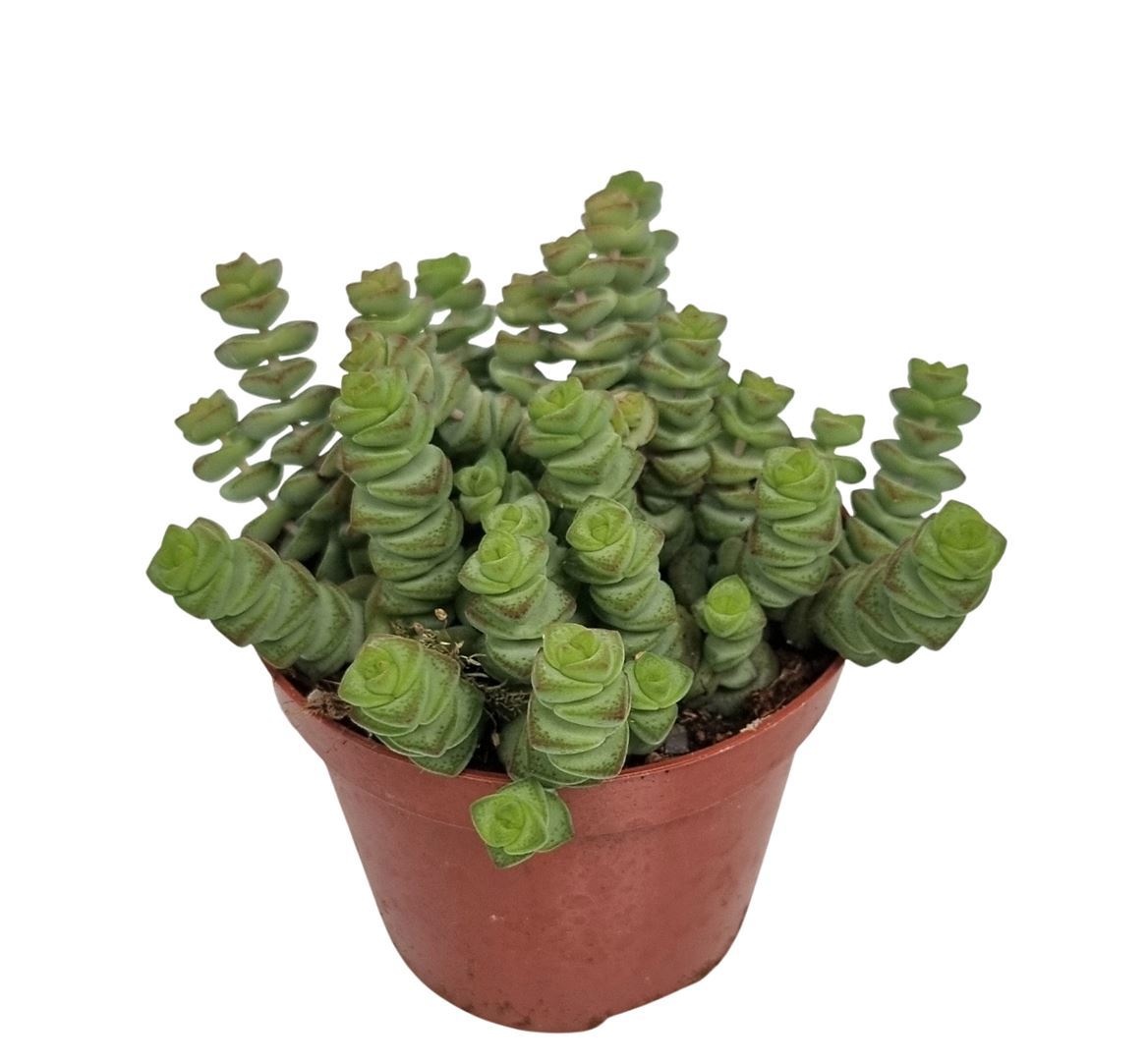 Crassula Marnieriana Hottentot, D 9 cm