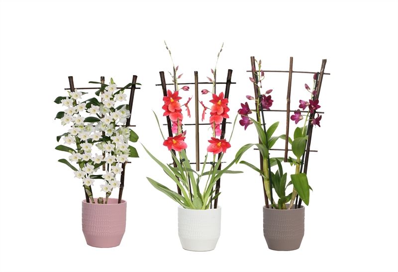 Tirza p12 scores mix Orchideeen mix 2T op rek, D 12