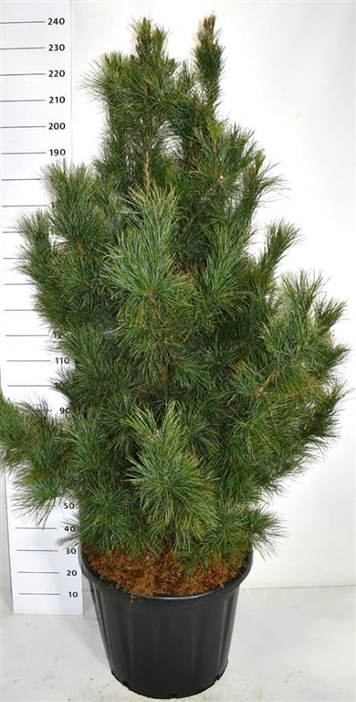 Pinus cembra 'Glauca', D 60