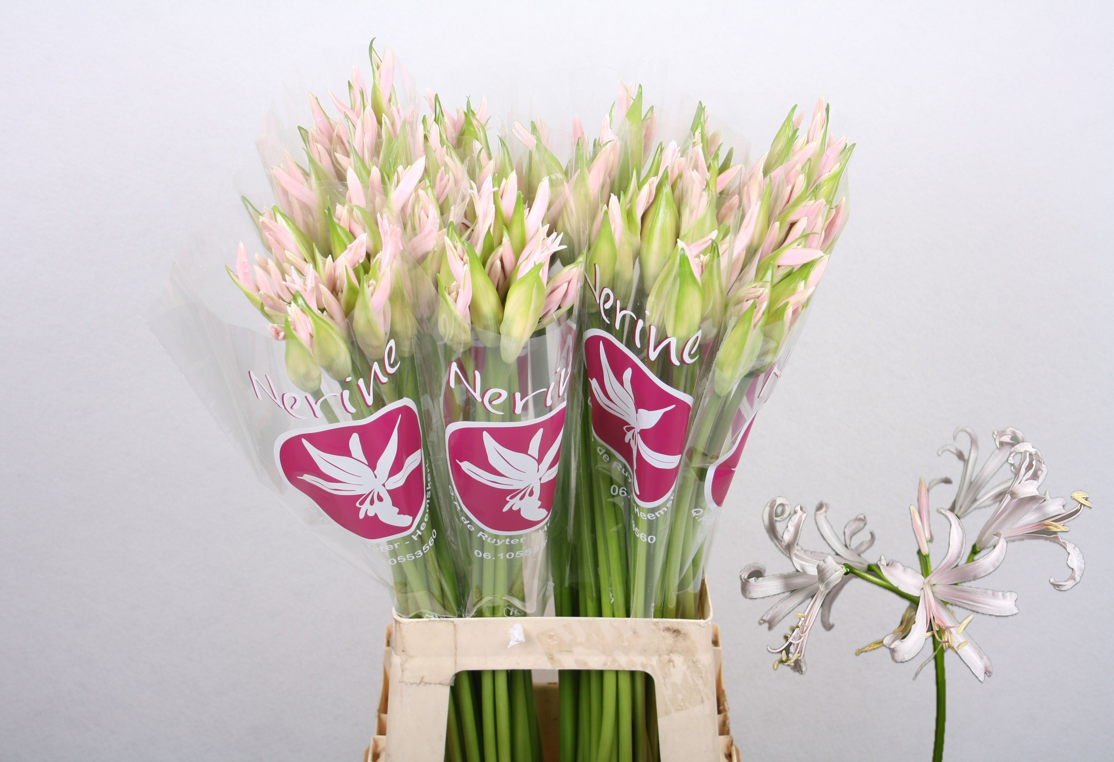 Нерине Софи 70 (светло-роз.), шт.