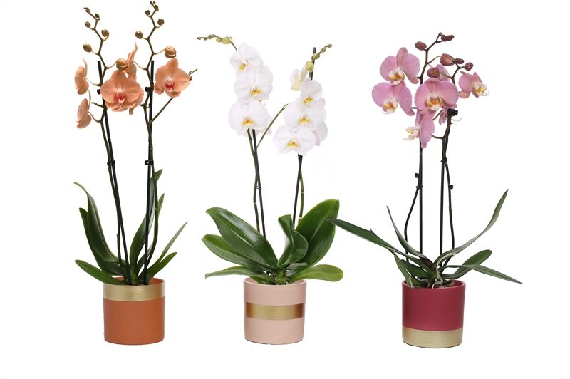 Dolomite p12 Horizon nude mix Phal mix 2T14+, D 12