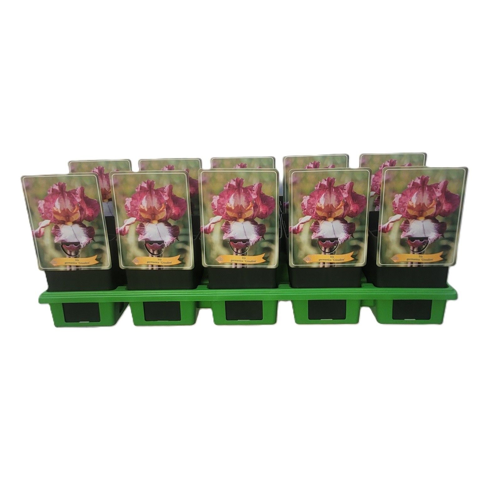 Iris germanica 'Crinoline' P11, D 11