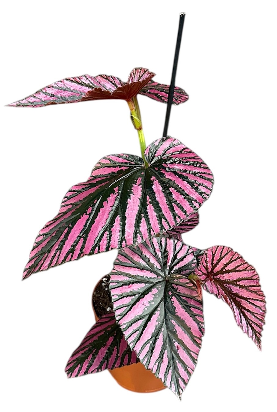 Begonia Brevirimosa, D 17