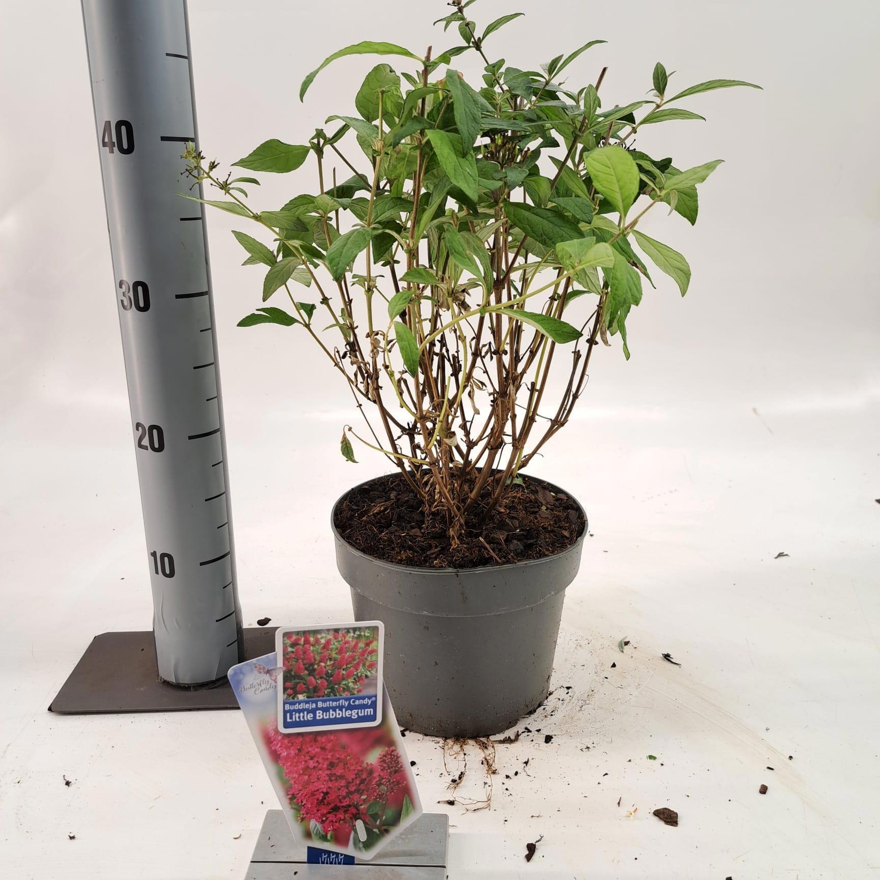 Buddleja d. Butt. Candy® Little Bubblegum, D 19