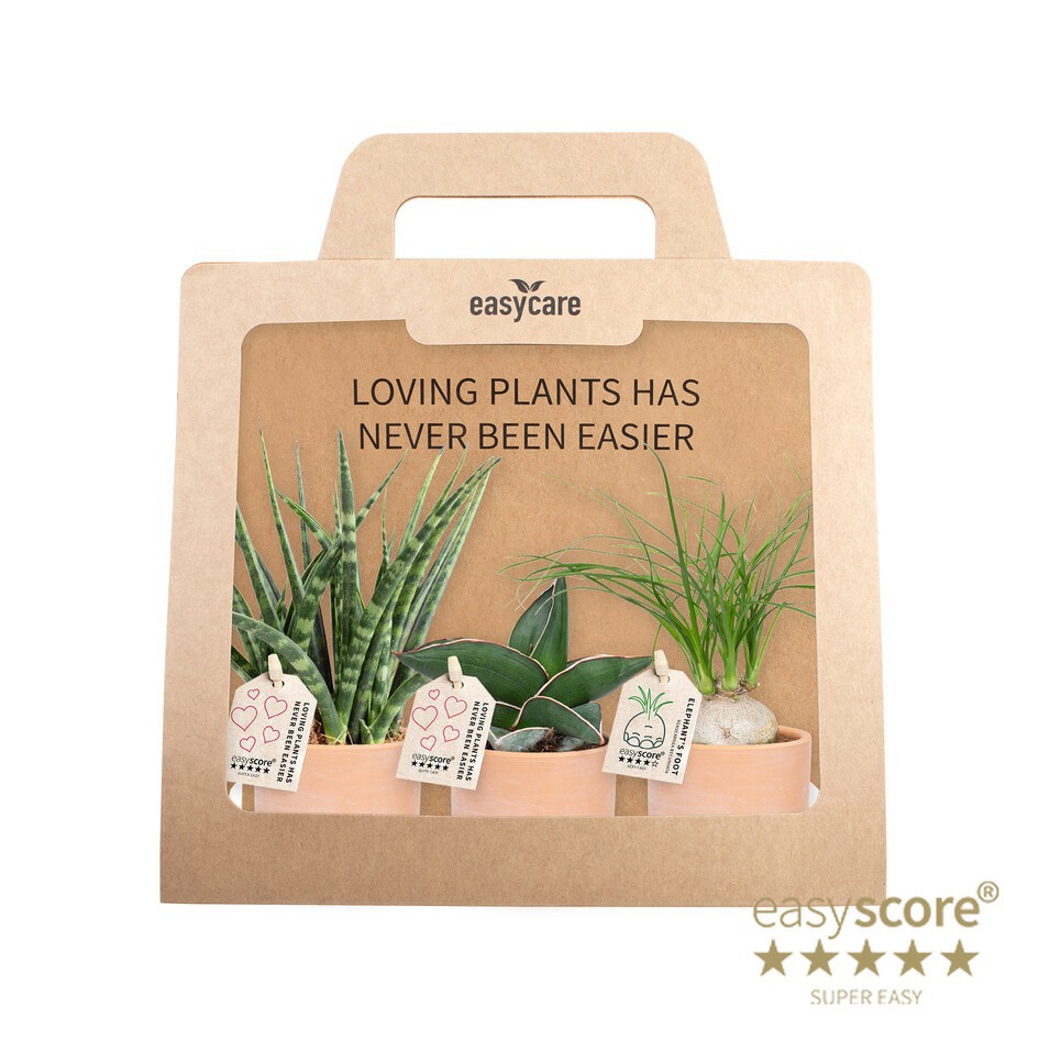 GREEN MIX 40690059 Raw Terracotta 3-pack, D 7 cm