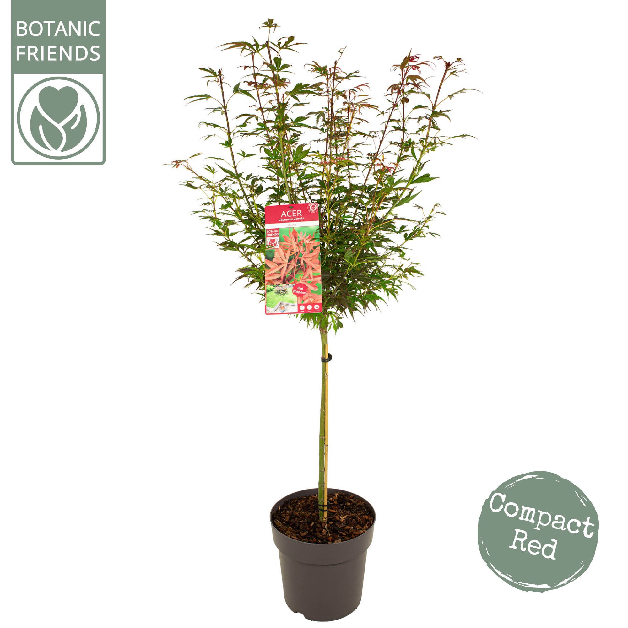 Acer palm. 'Shaina', D 29 cm Acer palm. 'Shaina', D 29 cm