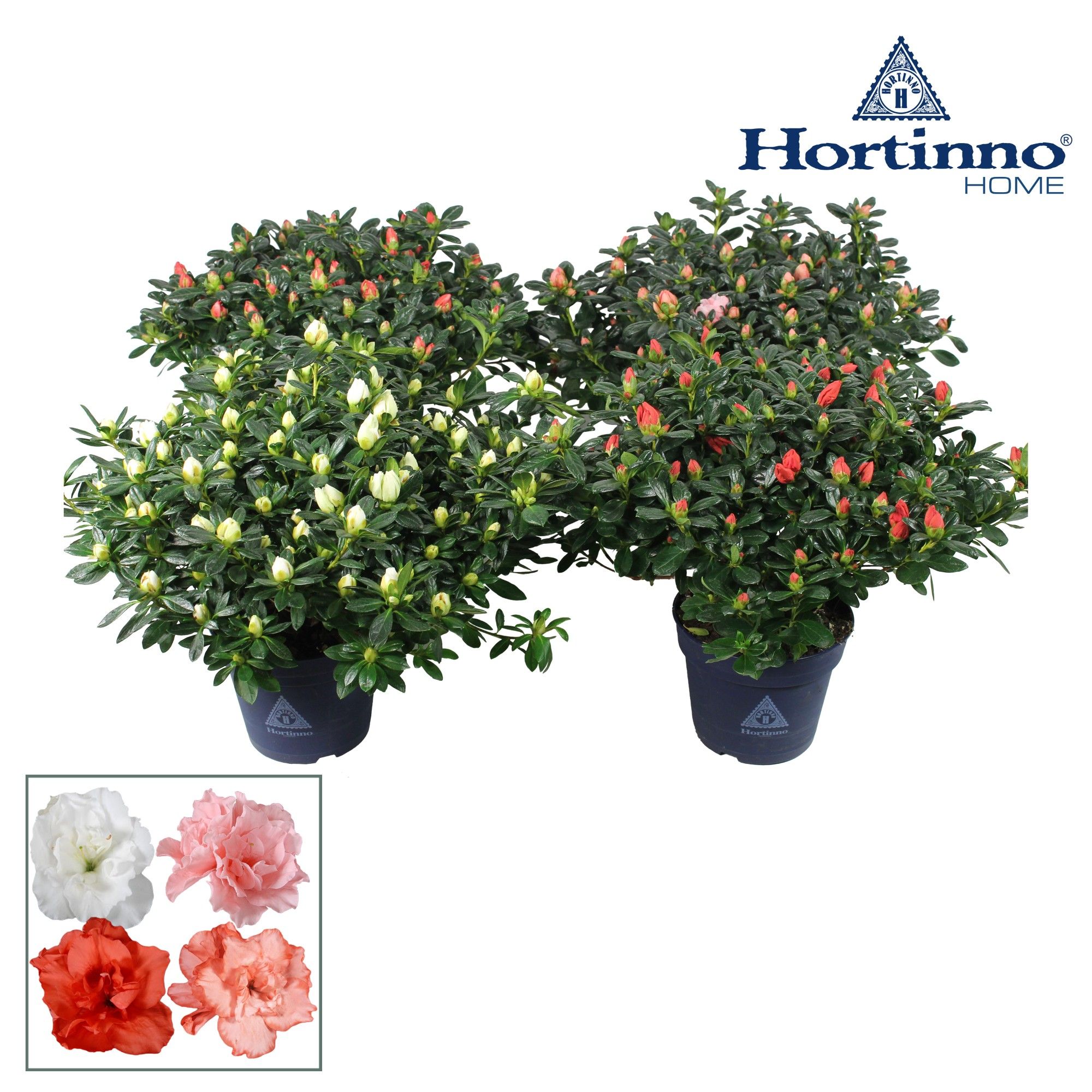 Hortinno® Home 'gemengd' 35 - 37 cm, D 15