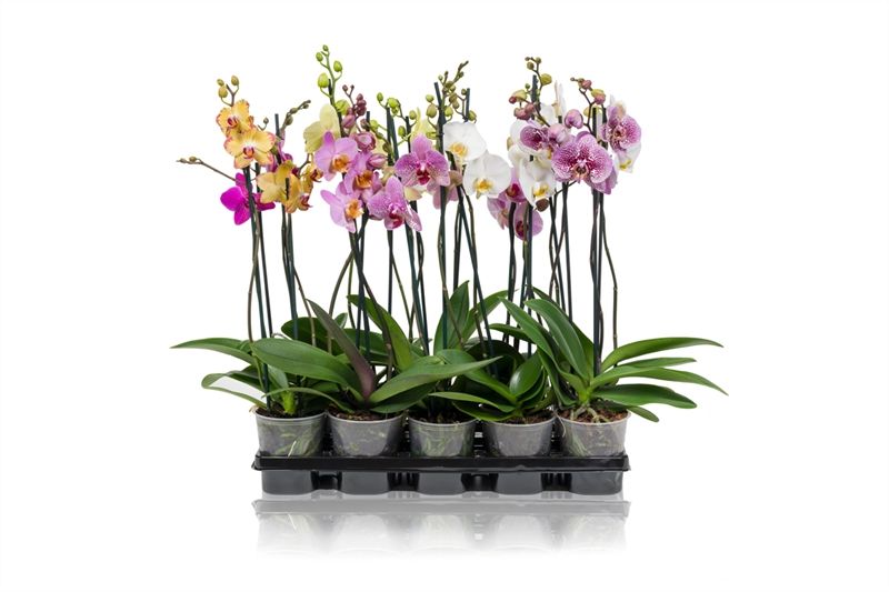 Phalaenopsis - A2 2T Kort, D 12 cm