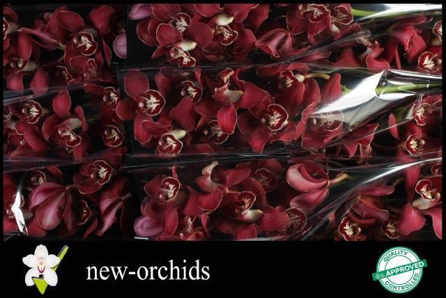 Цимбидиум Флеймфлор x9 60, шт.