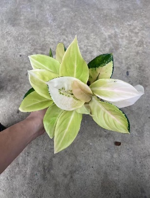 Аглаонема 0.8-галлон Голден Риббед Грасс 13 30