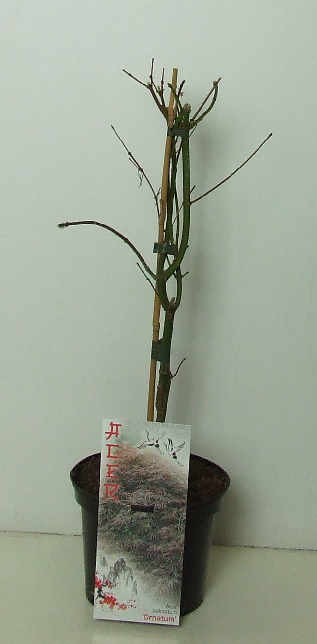 Acer palmatum 'Ornatum' P19, D 19