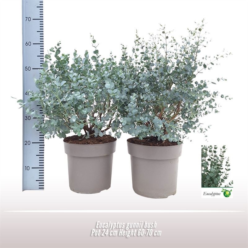 Eucalyptus gunnii struik, D 24