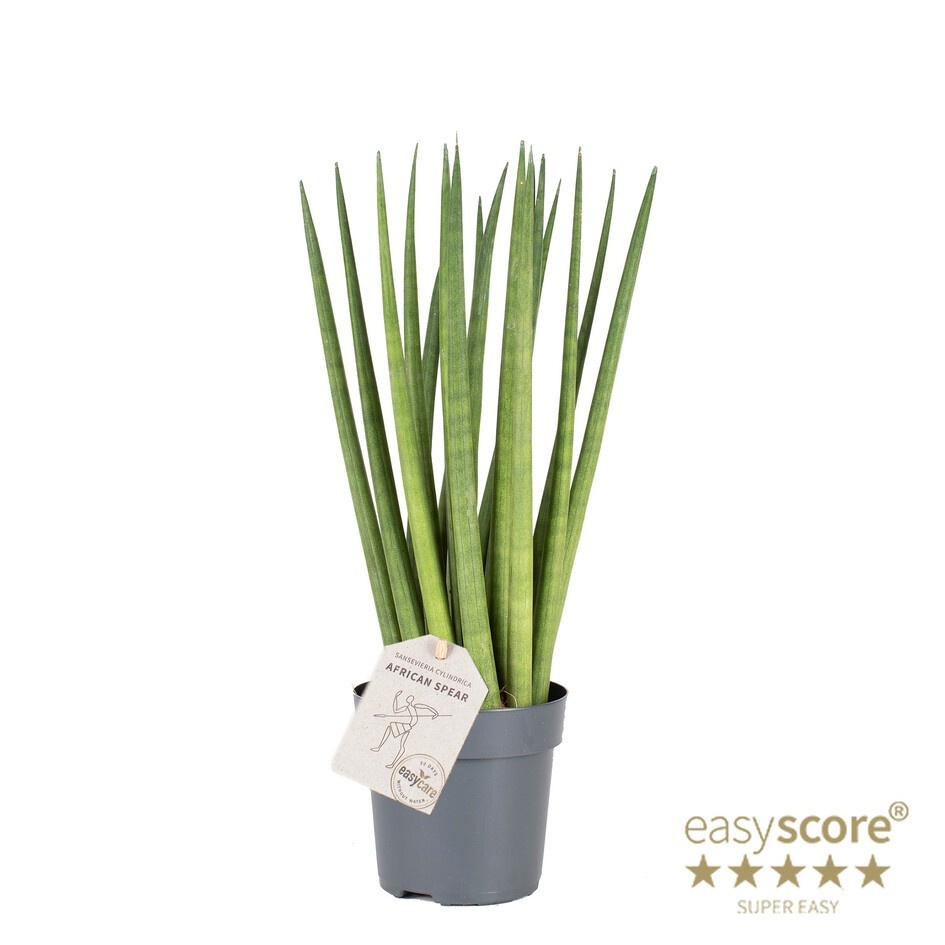 SANSEVIERIA CYLINDRICA 'Spaghetti', D 11