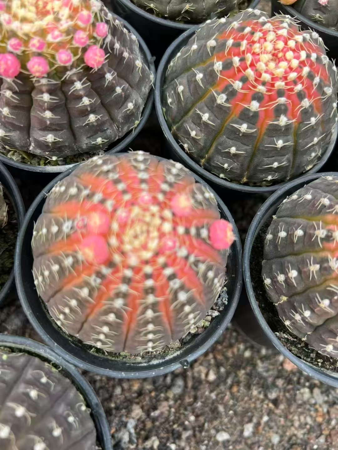 кактус Лаген Крик 9 15