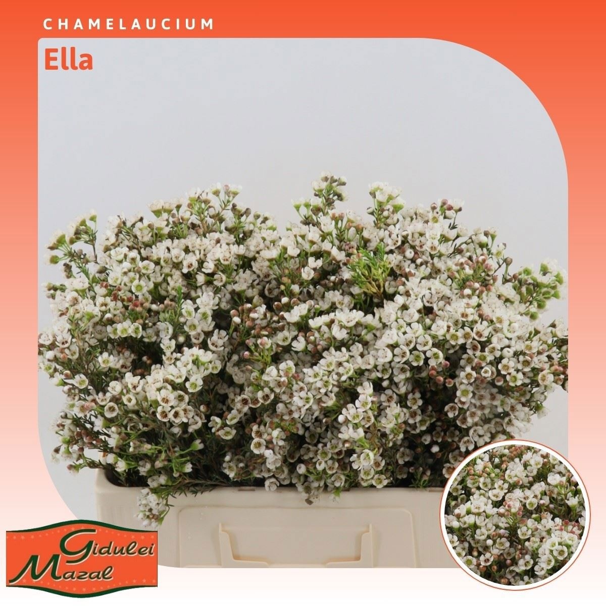 Шамелациум Элла 50, шт.