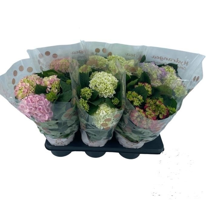 852 VDBE : Pot 14 cm HYDRANGEA mix 2-4 flowers, D 14