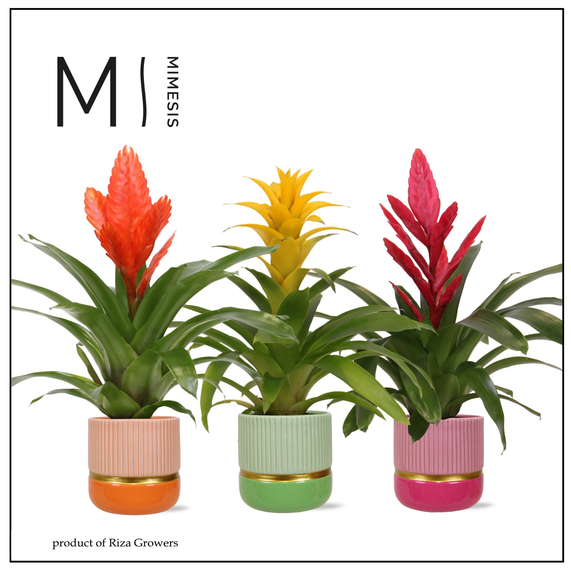 Bromelia Happy - 12cm in Jamaica | Mimesis, D 12