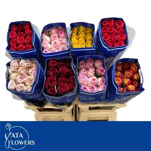 Роза од. Микс в баке 50, шт.